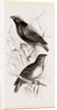 Taha Weaver Birds by Anonymous