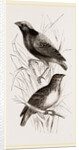 Taha Weaver Birds by Anonymous
