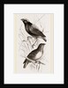 Taha Weaver Birds by Anonymous
