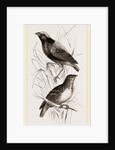 Taha Weaver Birds by Anonymous