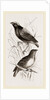 Taha Weaver Birds by Anonymous