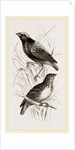 Taha Weaver Birds by Anonymous