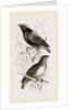 Taha Weaver Birds by Anonymous
