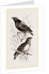 Taha Weaver Birds by Anonymous