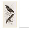 Taha Weaver Birds by Anonymous