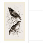 Taha Weaver Birds by Anonymous