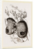 Nests of Yellow-headed Weaver-Birds by Anonymous