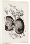 Nests of Yellow-headed Weaver-Birds by Anonymous