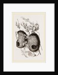 Nests of Yellow-headed Weaver-Birds by Anonymous