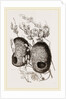Nests of Yellow-headed Weaver-Birds by Anonymous