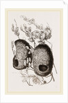Nests of Yellow-headed Weaver-Birds by Anonymous