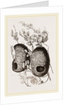 Nests of Yellow-headed Weaver-Birds by Anonymous