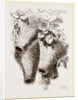 Nests of Mahali Weaver Birds by Anonymous