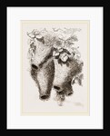 Nests of Mahali Weaver Birds by Anonymous