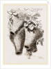 Nests of Mahali Weaver Birds by Anonymous