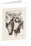 Nests of Mahali Weaver Birds by Anonymous