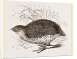 Rock Quail by Anonymous