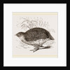 Rock Quail by Anonymous