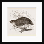 Rock Quail by Anonymous