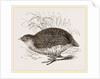 Rock Quail by Anonymous