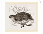 Rock Quail by Anonymous