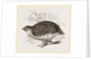 Rock Quail by Anonymous