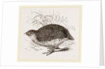 Rock Quail by Anonymous