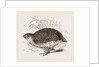 Rock Quail by Anonymous