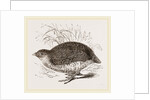 Rock Quail by Anonymous