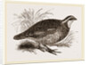 Virginian Quail by Anonymous