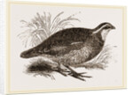 Virginian Quail by Anonymous