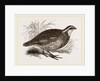 Virginian Quail by Anonymous