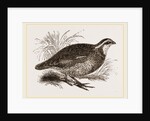 Virginian Quail by Anonymous
