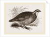 Virginian Quail by Anonymous