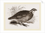 Virginian Quail by Anonymous