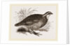 Virginian Quail by Anonymous
