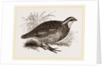 Virginian Quail by Anonymous