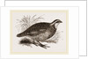 Virginian Quail by Anonymous