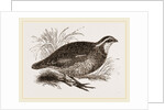 Virginian Quail by Anonymous