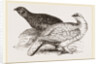 Ptarmigans by Anonymous