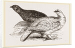 Ptarmigans by Anonymous