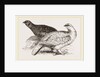 Ptarmigans by Anonymous