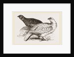 Ptarmigans by Anonymous