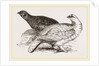 Ptarmigans by Anonymous
