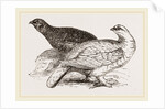 Ptarmigans by Anonymous