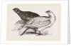 Ptarmigans by Anonymous