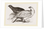 Ptarmigans by Anonymous