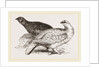 Ptarmigans by Anonymous