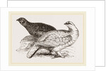 Ptarmigans by Anonymous