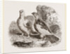 Ptarmigans by Anonymous